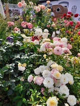 Ferienwohnung in Lütjenbrode - Residence Strandläufer - Bild 19