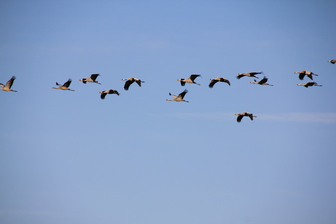 Ferienwohnung in Bresewitz - Landhaus am Bodden - Kranichzug &uuml;ber dem Ferienhaus