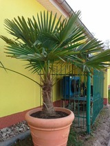 Ferienwohnung in Ückeritz - FeWo 3 - Bild 7 Ferienwohnung in Ückeritz - FeWo 3 - Bild 7