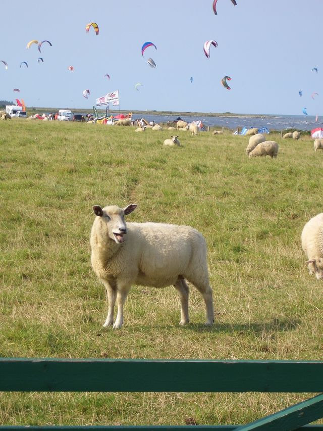 Ferienwohnung in Fehmarn OT Neue Tiefe - Schmuckstück am Binnensee - Bild 23