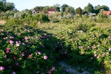 Ferienhaus in Fehmarn OT Fehmarnsund - 'Lotsenhaus' am Fehmarnsund - mit Garten - Bild 15