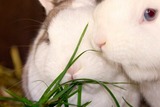 Ferienwohnung in Fehmarn OT Vitzdorf - Ferienhof Mau "Reihenhaus Katze" - Bild 10 Ferienwohnung in Fehmarn OT Vitzdorf - Ferienhof Mau "Reihenhaus Katze" - Bild 10