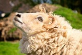 Ferienwohnung in Fehmarn OT Vitzdorf - Ferienhof Mau "Reihenhaus Katze" - Bild 12 Ferienwohnung in Fehmarn OT Vitzdorf - Ferienhof Mau "Reihenhaus Katze" - Bild 12
