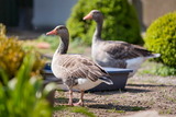 Ferienwohnung in Fehmarn OT Lemkendorf - Ferienhof Becker - Fehmarnliebe - Bild 10