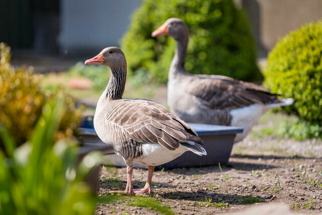 Ferienwohnung in Fehmarn OT Lemkendorf - Ferienhof Becker - Fehmarnliebe - Bild 10