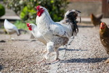 Ferienwohnung in Fehmarn OT Lemkendorf - Ferienhof Becker - Fehmarnliebe - Bild 12