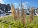 Ferienwohnung in Ueckermünde - Lagunenstadt am Haff Fewo 177 - Brücke - Bild 10