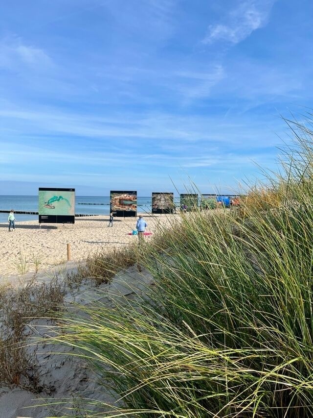 Ferienwohnung in Ostseeheilbad Zingst - Villa "Meereslust", Whg. 2 - Bild 15