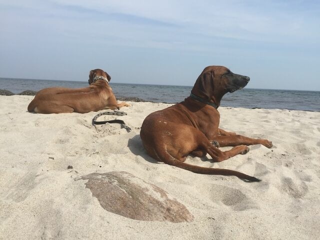 Ferienwohnung in Behrensdorf - Ferienwohnung Strandgut - Bild 13