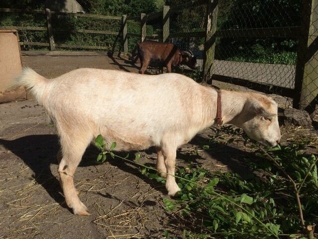 Ferienwohnung in Fehmarn - Terrassenwohnung "L&ouml;nneberger" im Ferienhof Nielson - Bild 11