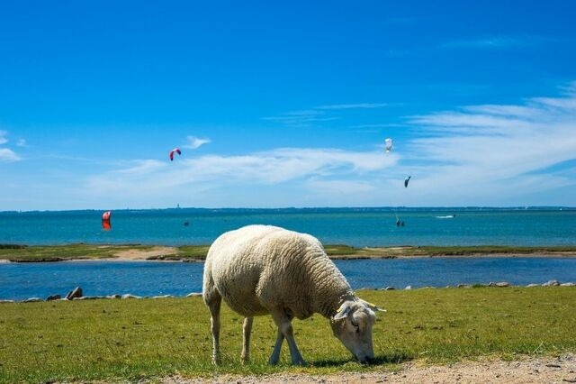 Ferienwohnung in Fehmarn OT Petersdorf - Ferienwohnung Kapitäns-Kajüte - Bild 16