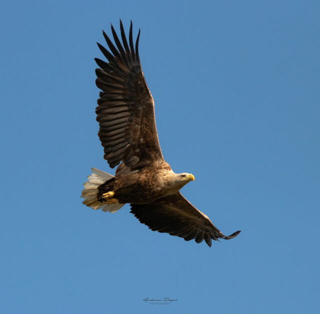 Ferienwohnung in Prerow - FeWo Seeadler - Heuser Prerow - Bild 11