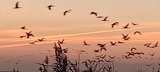 Ferienwohnung in Prerow - FeWo Seeadler - Heuser Prerow - Bild 13