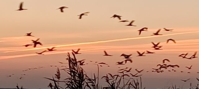 Ferienwohnung in Prerow - FeWo Seeadler - Heuser Prerow - Bild 13