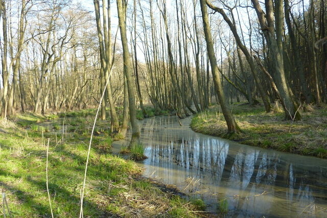 Ferienwohnung in Prerow - FeWo Seeadler - Heuser Prerow - Bild 17