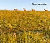 Ferienwohnung in Wendtorf - Leuchtfeuer - Bild 17 Ferienwohnung in Wendtorf - Leuchtfeuer - Bild 17