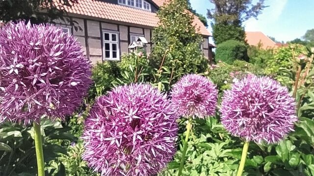 Ferienwohnung in Starkow - Ferienwohnung Birnengarten am Pfarrgarten Starkow - Bild 16