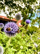 Ferienhaus in Schönwalde - Alte Kate - Bild 19