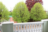 Ferienwohnung in K&uuml;hlungsborn - Palais am Park - 14-04 - Bild 2