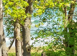 Ferienwohnung in Binz - Villa Maria, Whg. 13 - Bild 15
