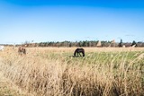 Ferienwohnung in Zingst - FeWo Lieblingsplatz - Bild 23